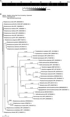 Characterization of MdpS: an in-depth analysis of a MUC5B-degrading protease from Streptococcus oralis